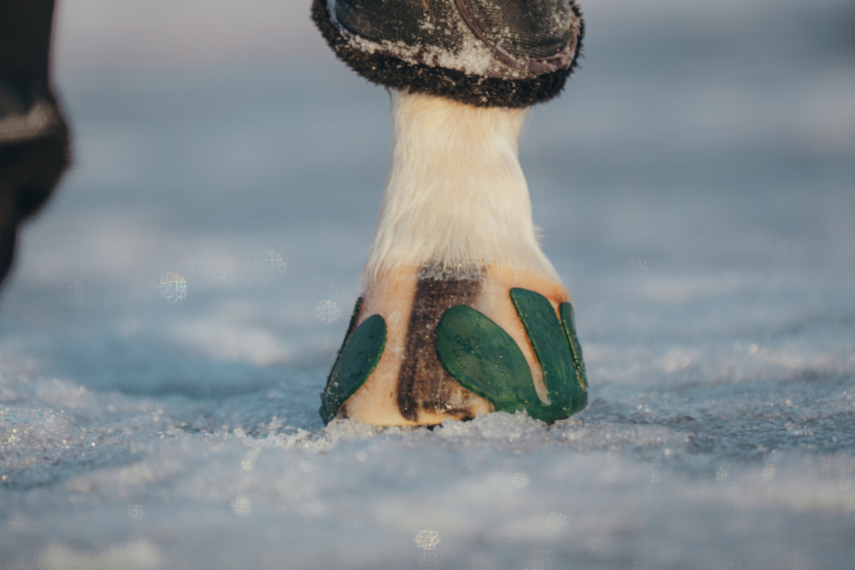 Performer Winter